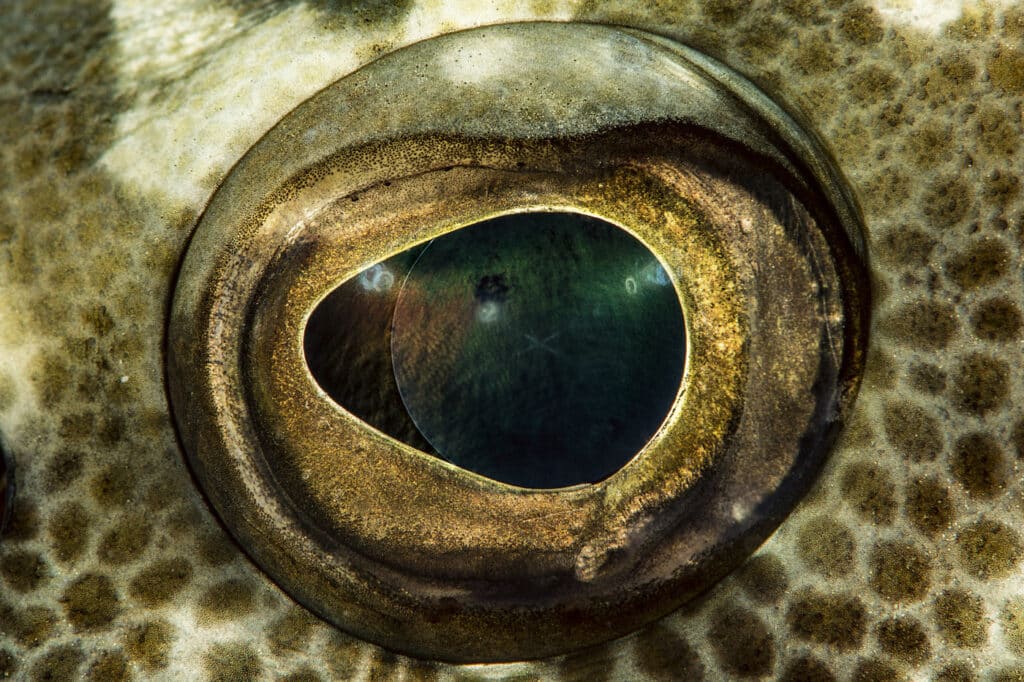 L’OEIL DU MEROU CAMOUFLAGE - PASSE SUD DE L’ATOLL DE FAKARAVA, POLYNÉSIE FRANCAISE, - 30 M © Laurent Ballesta