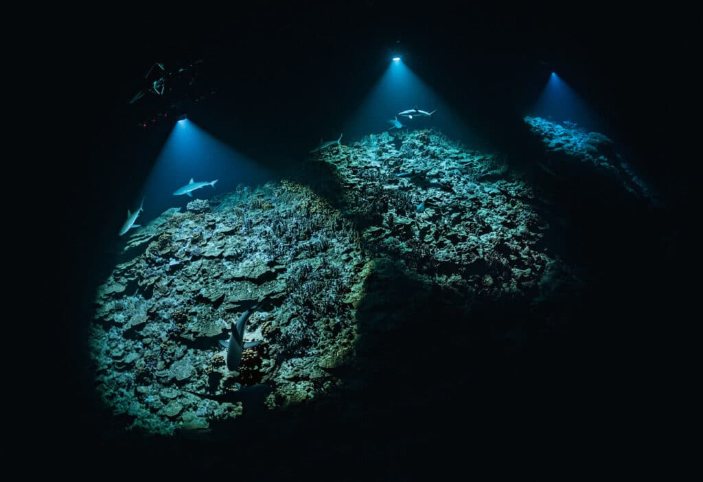 PLONGÉE DE NUIT SUR LE RECIF - PASSE SUD DE L’ATOLL DE FAKARAVA, POLYNÉSIE FRANCAISE, - 7M © Laurent Ballesta