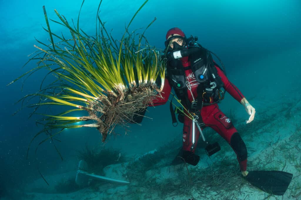 REPIQUAGE D’HERBIER DE POSIDONIE SUITE AUX ARRACHAGES CAUSÉS PAR L’ANCRAGE DES BATEAUX, MONACO © LAURENT BALLESTA