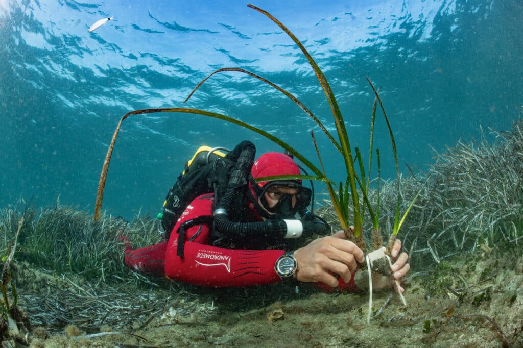 REPIQUAGE D’HERBIER DE POSIDONIE SUITE AUX ARRACHAGES CAUSÉS PAR L’ANCRAGE DES BATEAUX, MONACO © LAURENT BALLESTA.