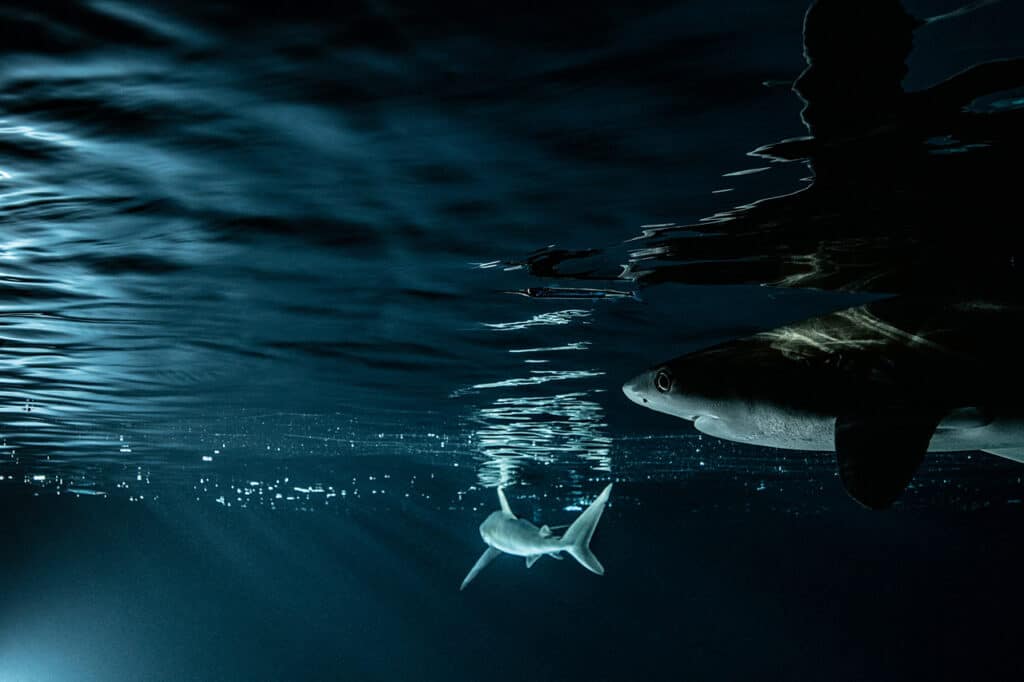 REQUINS GRIS - PASSE SUD DE L’ATOLL DE FAKARAVA, POLYNÉSIE FRANCAISE, - 30 M © Laurent Ballesta
