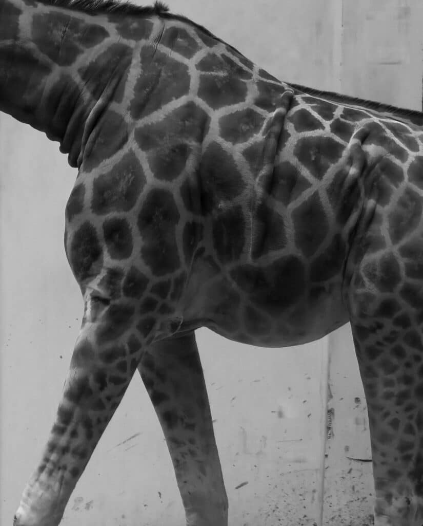 Giraffe © Ruben Tomas