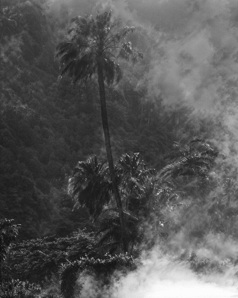 Misty Palms © Ruben Tomas