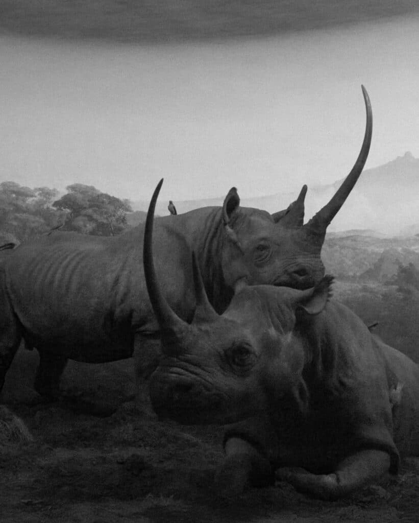 Rhinos © Ruben Tomas